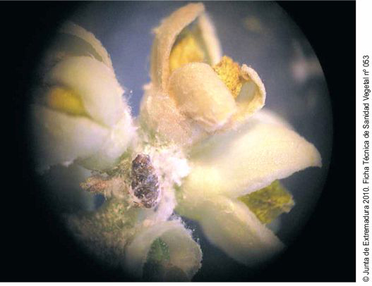 Chrysalis inside a flower