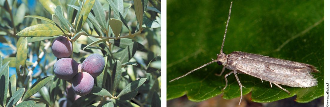 Olives and Prays oleae male