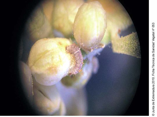 Larva feeding on a flower