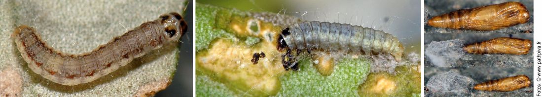 larvae and pupae Prays oleae