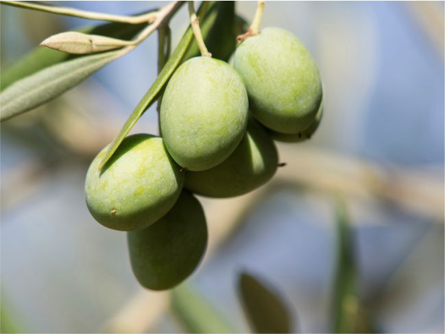 olives in the foreground